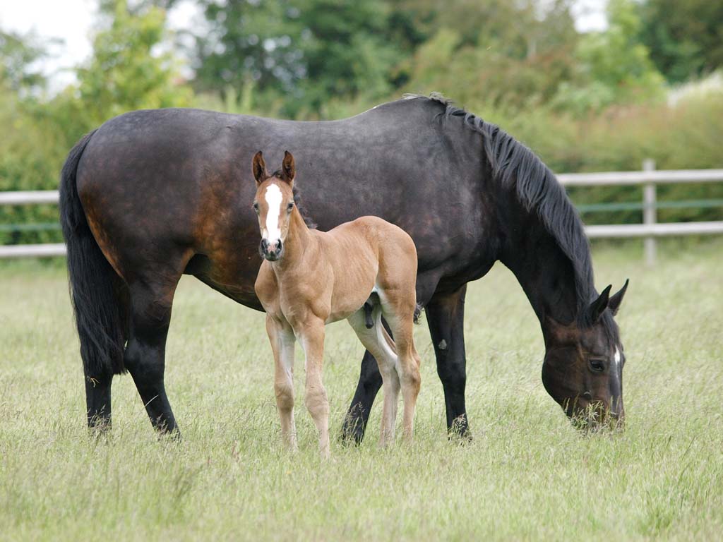 Need Equine Breeding Videos? (Find the Best Resources for Learning Horse Breeding)