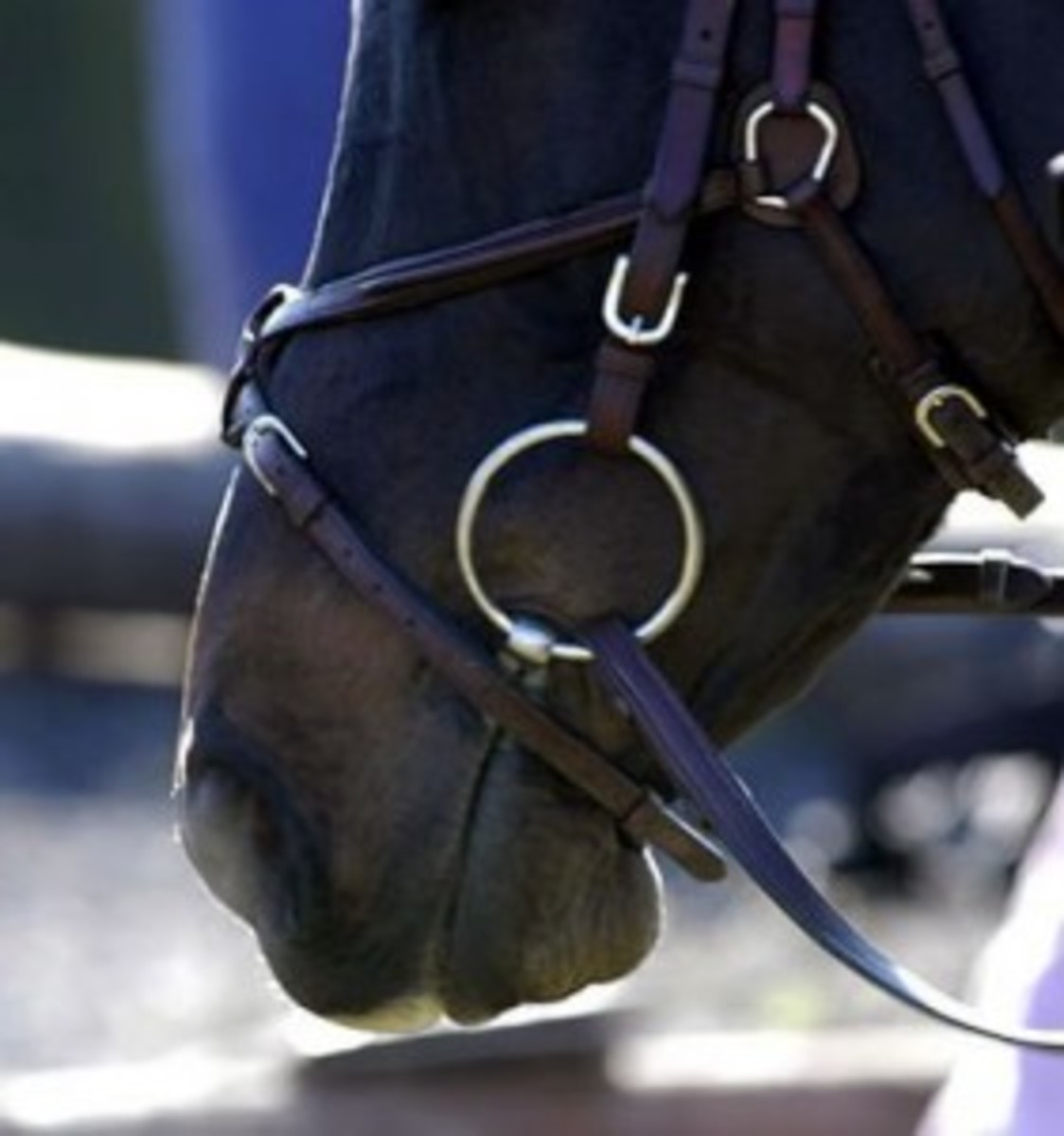 Horse Lip Flapping: What Does It Mean? Simple Explanation for Horse Owners!