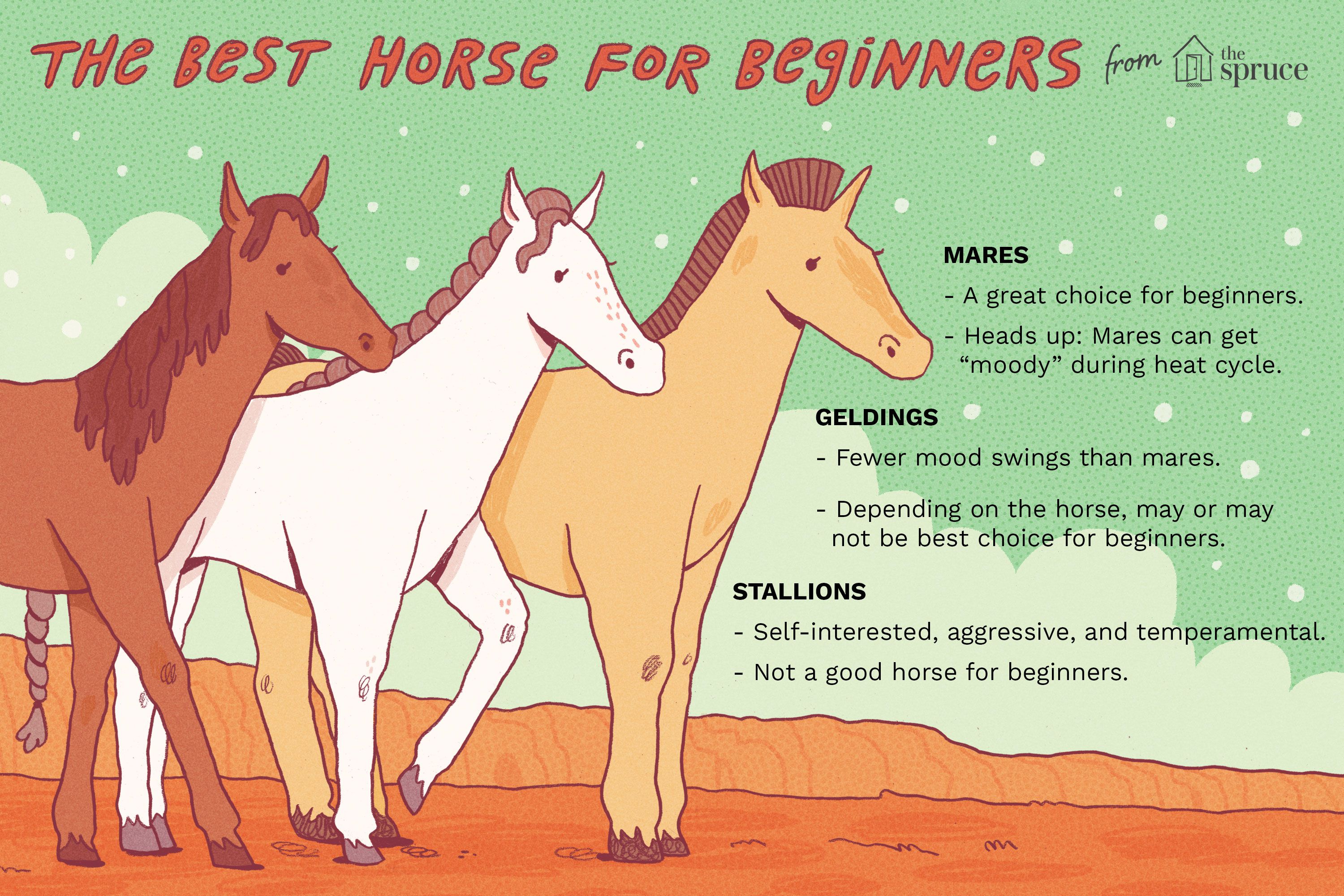 Gelding vs Stallion: Whats the Main Difference? Easy Explanation for Horse Lovers!