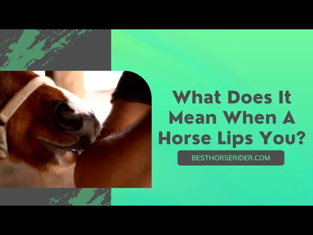 Horse Lip Flapping: What Does It Mean? Simple Explanation for Horse Owners!
