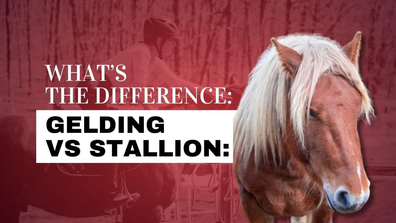 Gelding vs Stallion: Whats the Main Difference? Easy Explanation for Horse Lovers!
