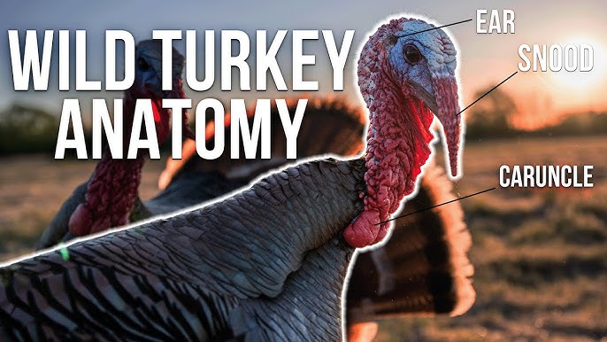 Anatomy of a Turkey Head: Find Out All About It Right Here.