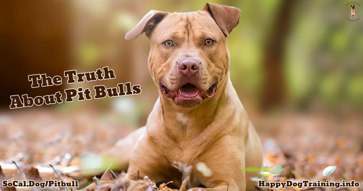 Pitbull Fighters: What You Need to Know (Truth About Pitbull Fighting)