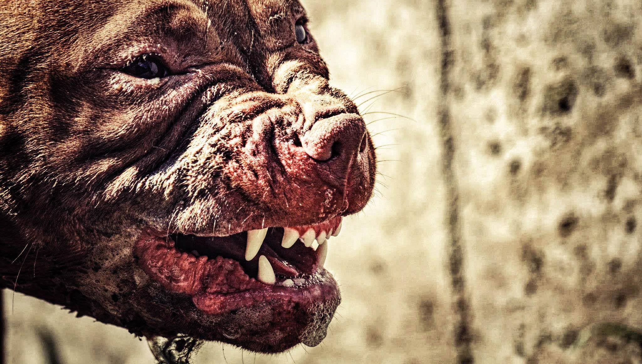 Pitbull Fighters: What You Need to Know (Truth About Pitbull Fighting)
