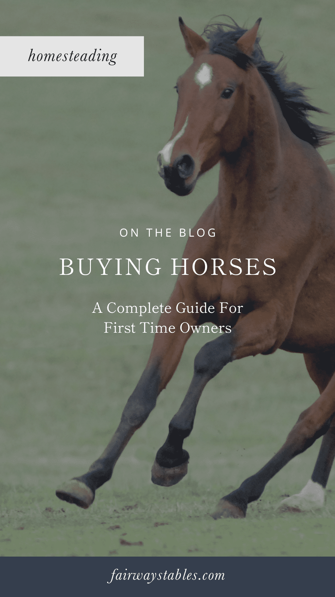 New Horse Owner Guide: Simple Tips for First-Time Equine Care