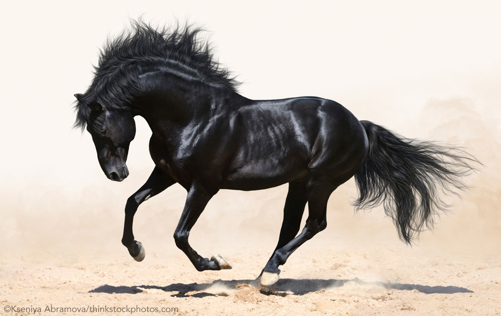 Black Monkey Horse Facts: Everything You Need to Know is Right Here!