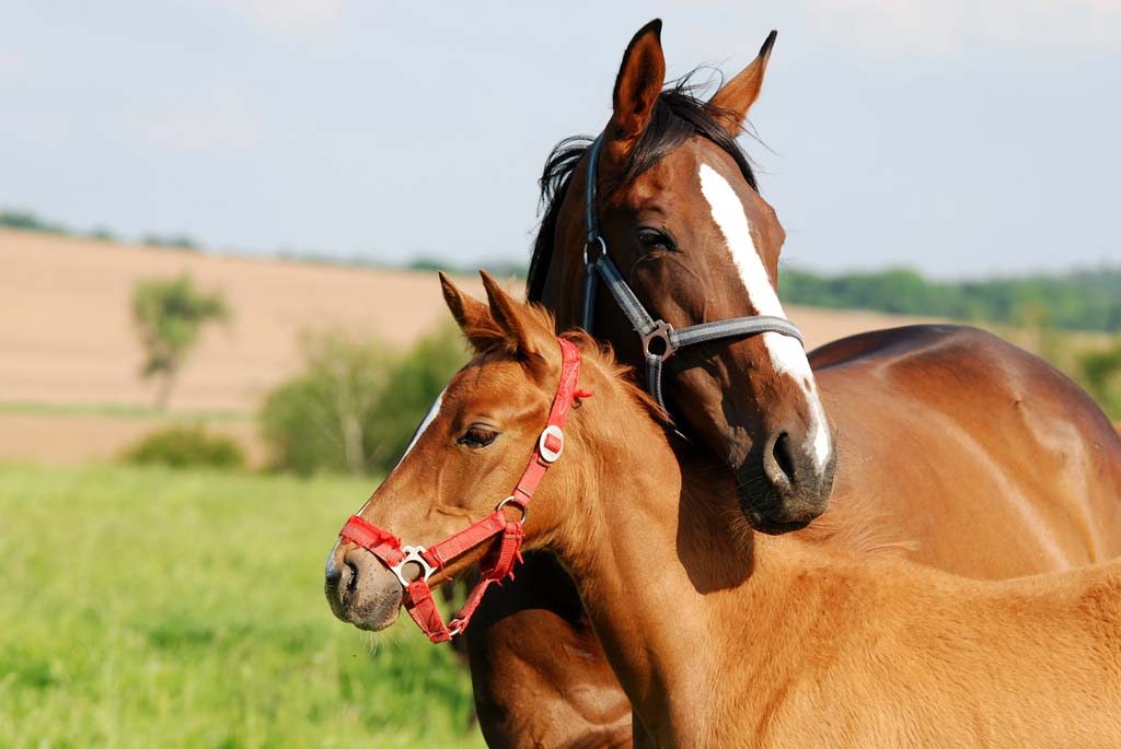 Need Equine Breeding Videos? (Find the Best Resources for Learning Horse Breeding)