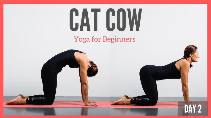 Cat or Cow in Yoga NYT: Simple Guide for Beginners and Yogis of All Levels