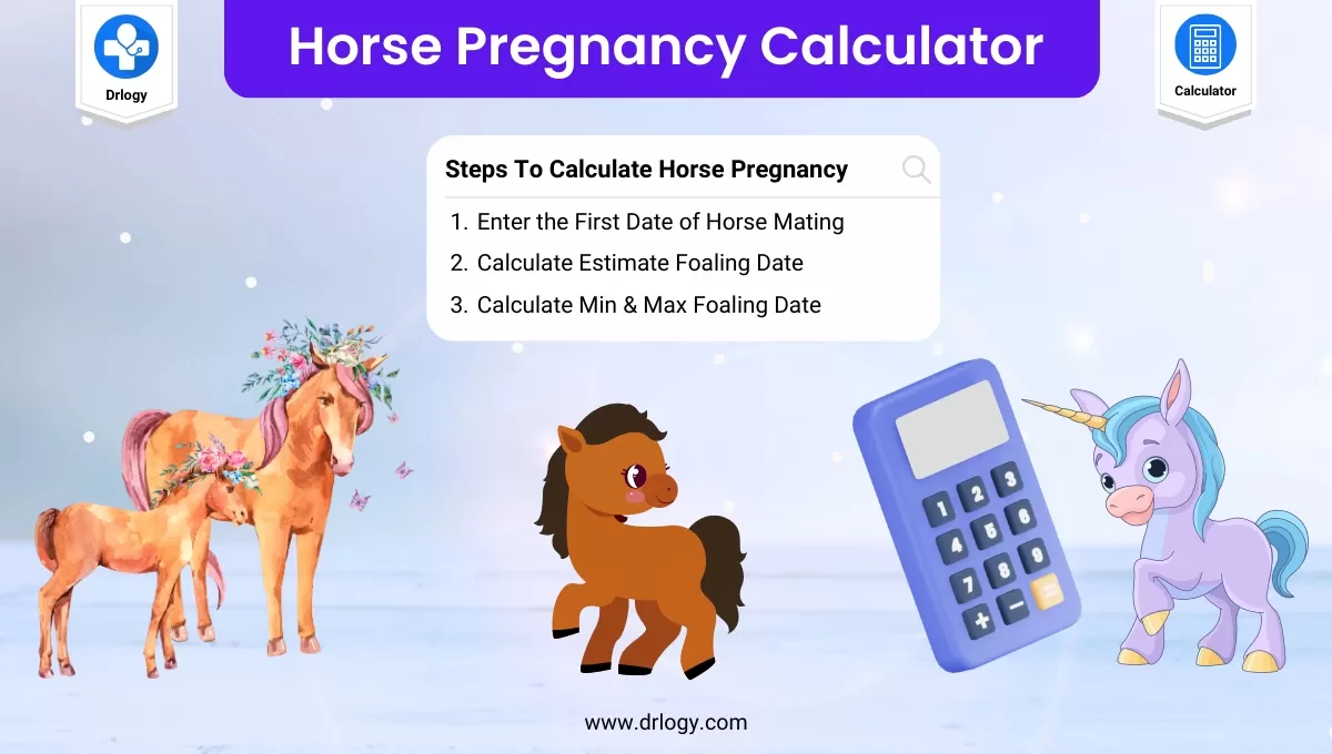 Mare Breeding Calculator: Easy Ways to Figure Out Your Mares Due Date!