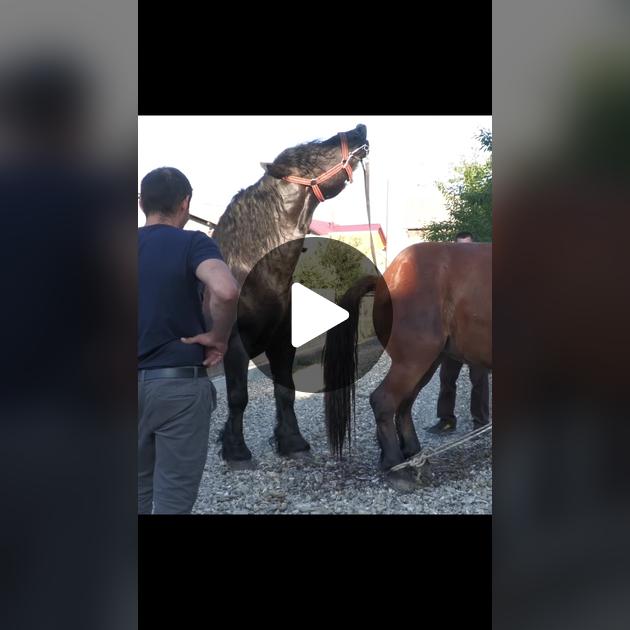 Up Close Horse Breeding Videos: Natural and AI Methods Shown.