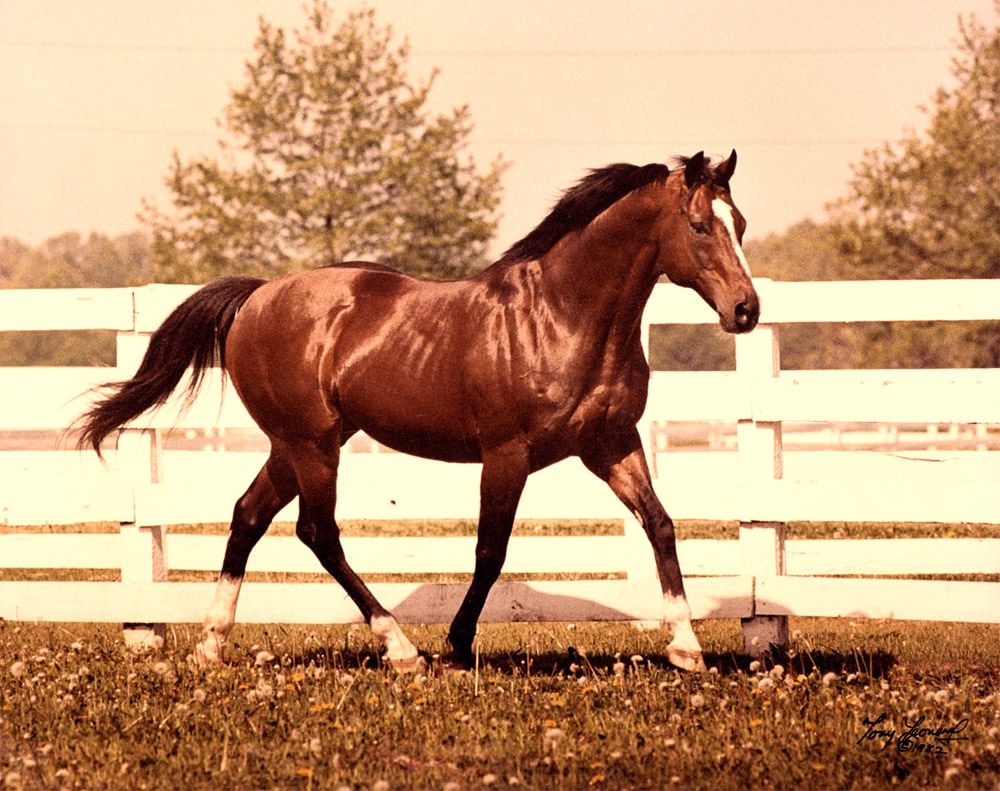 Understanding Northern Dancer Pedigree: Why is it Important in Thoroughbred Racing?