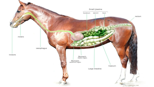 Star the Horse Facts: Everything You Need to Know