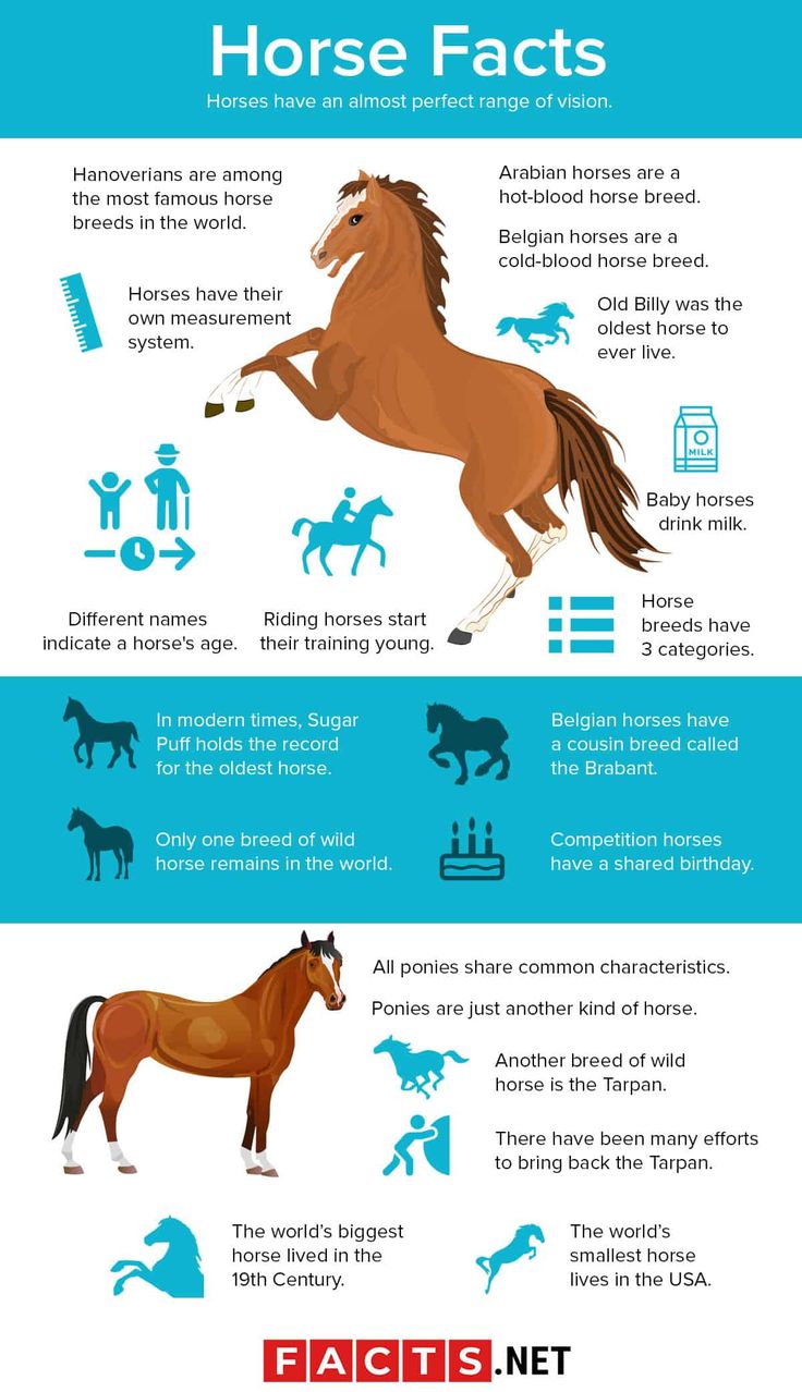 Star the Horse Facts: Everything You Need to Know