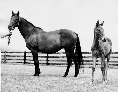 Learn All About Kelso the Horse: check his pedigree, his races and rivals