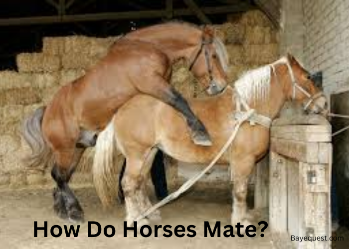 All About Horses Mateing: Simple Explanation for You!