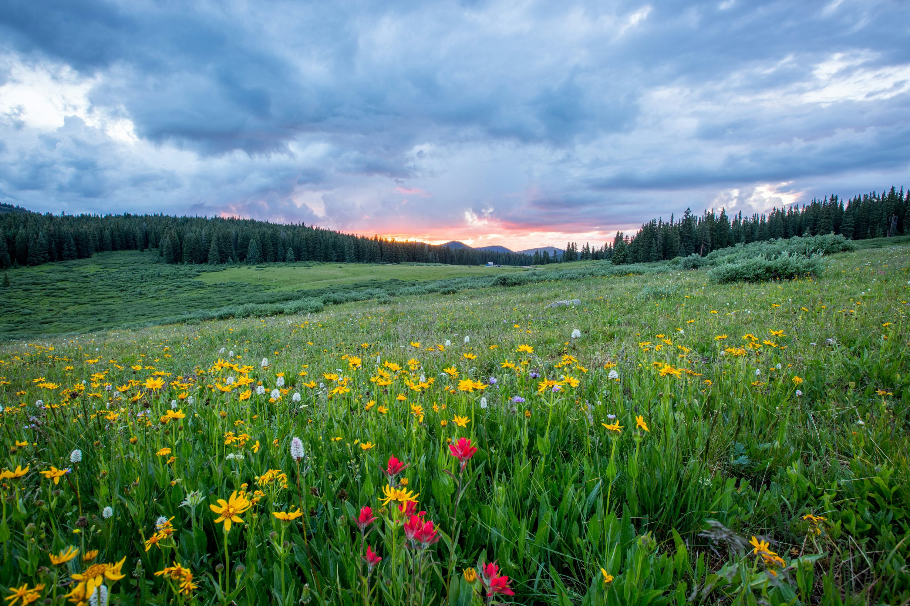 Best Images of Meadows: Download High-Quality Photos.