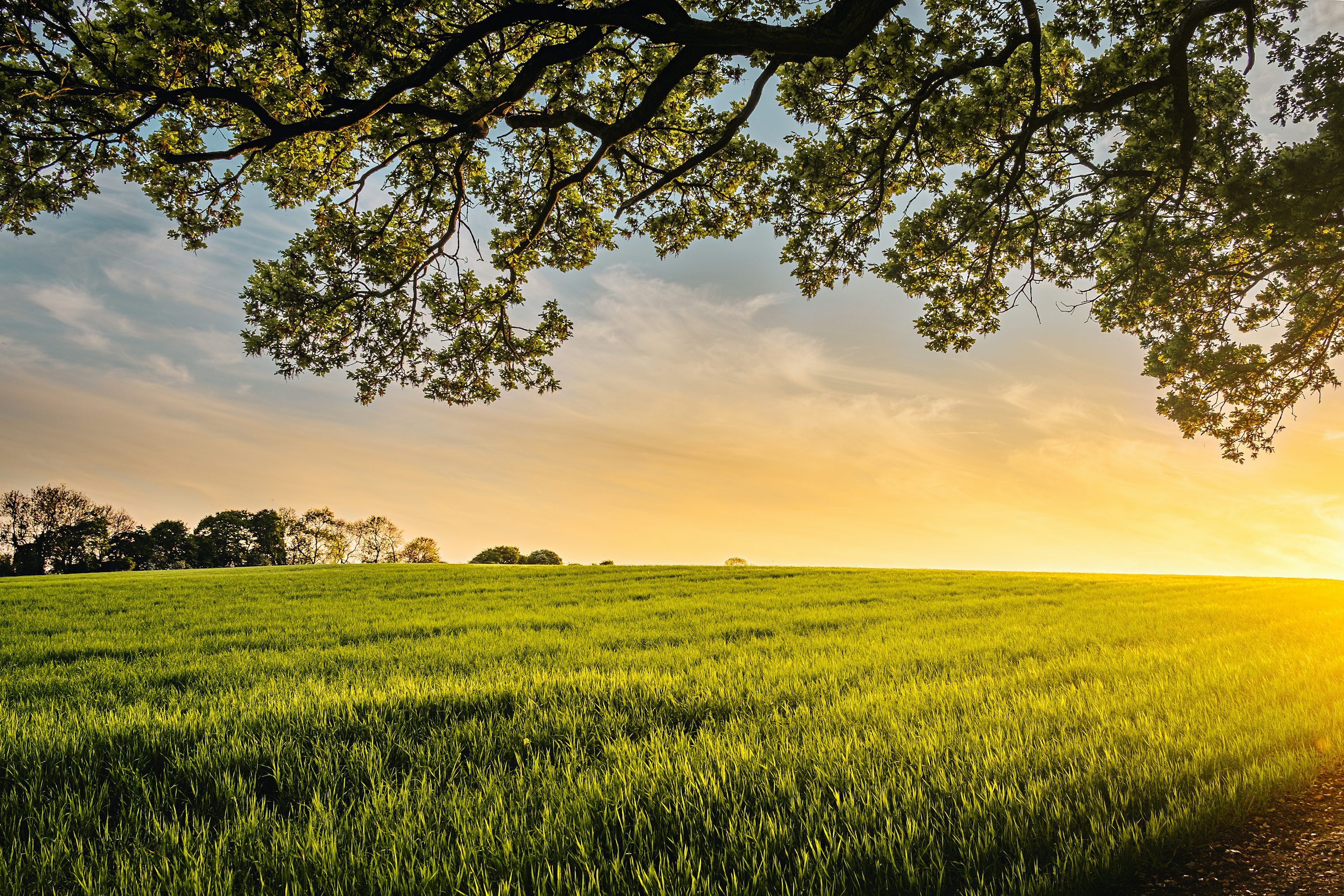 Best Images of Meadows: Download High-Quality Photos.