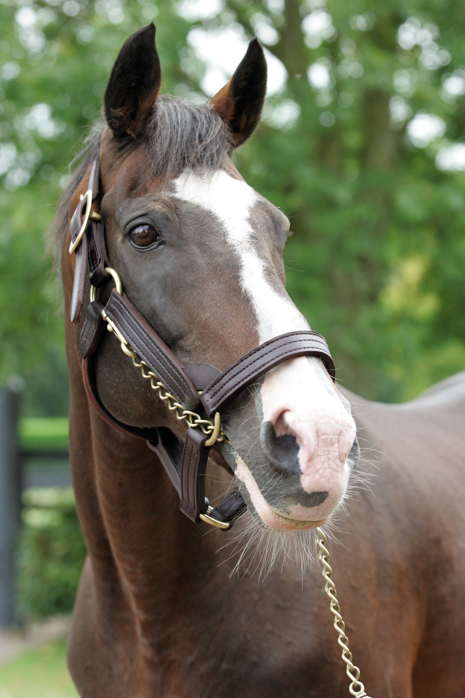 Understanding Northern Dancer Pedigree: Why is it Important in Thoroughbred Racing?