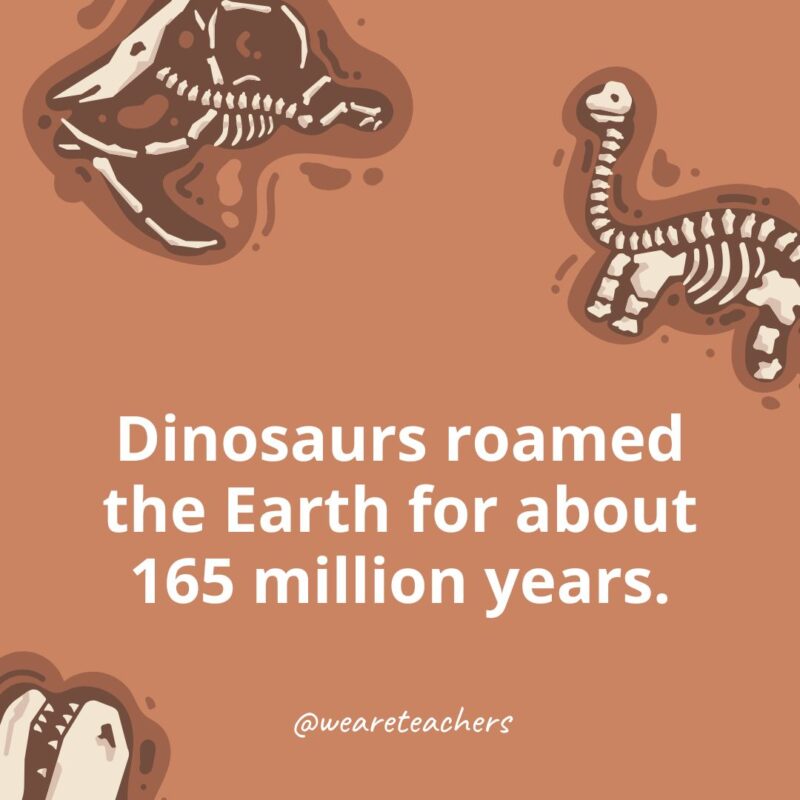 All About dinossum: Get the Simple Facts and Details Now.
