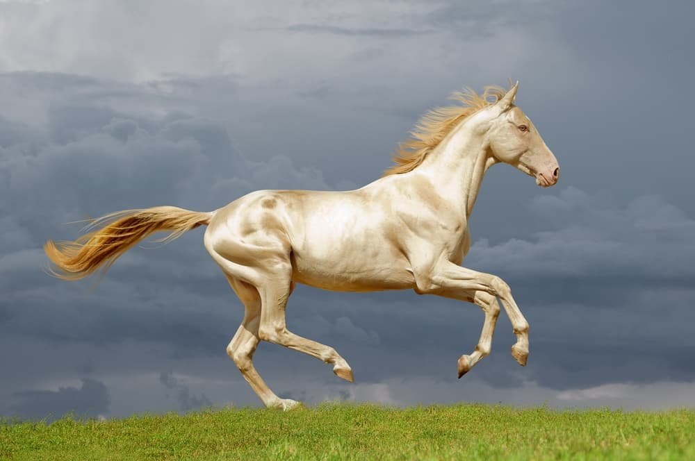 The Rarest Horse Breed in the World and Why Its So Unique.