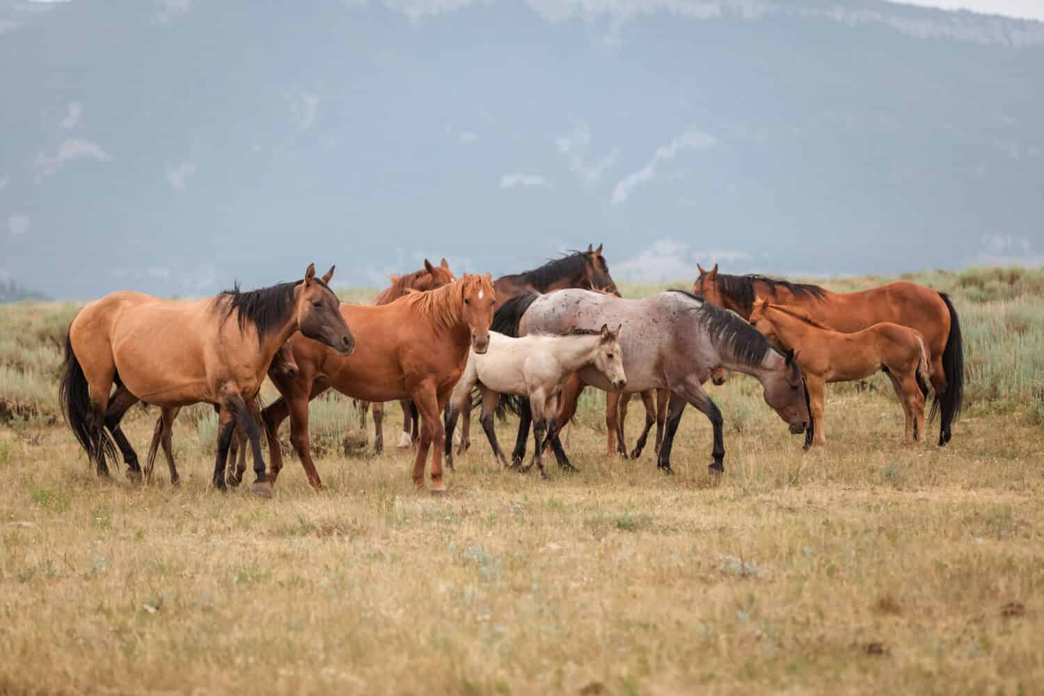 Group of Horses Name: Learn the Common Terms Today!