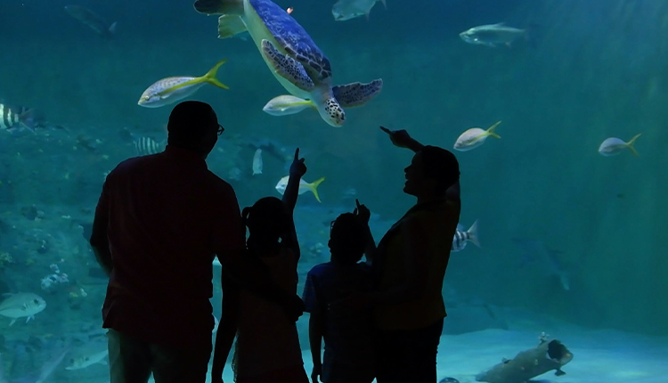 Discover Emerald Isle Sharks: Your Ultimate Guide!