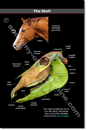 Horse Jaw Bone: What Can You Learn From It? (Simple Guide)