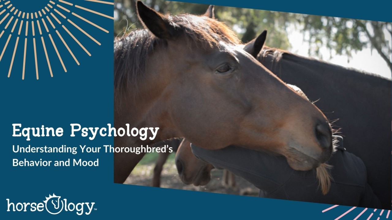 Understand Thoroughbred Temperament: What to Really Expect!