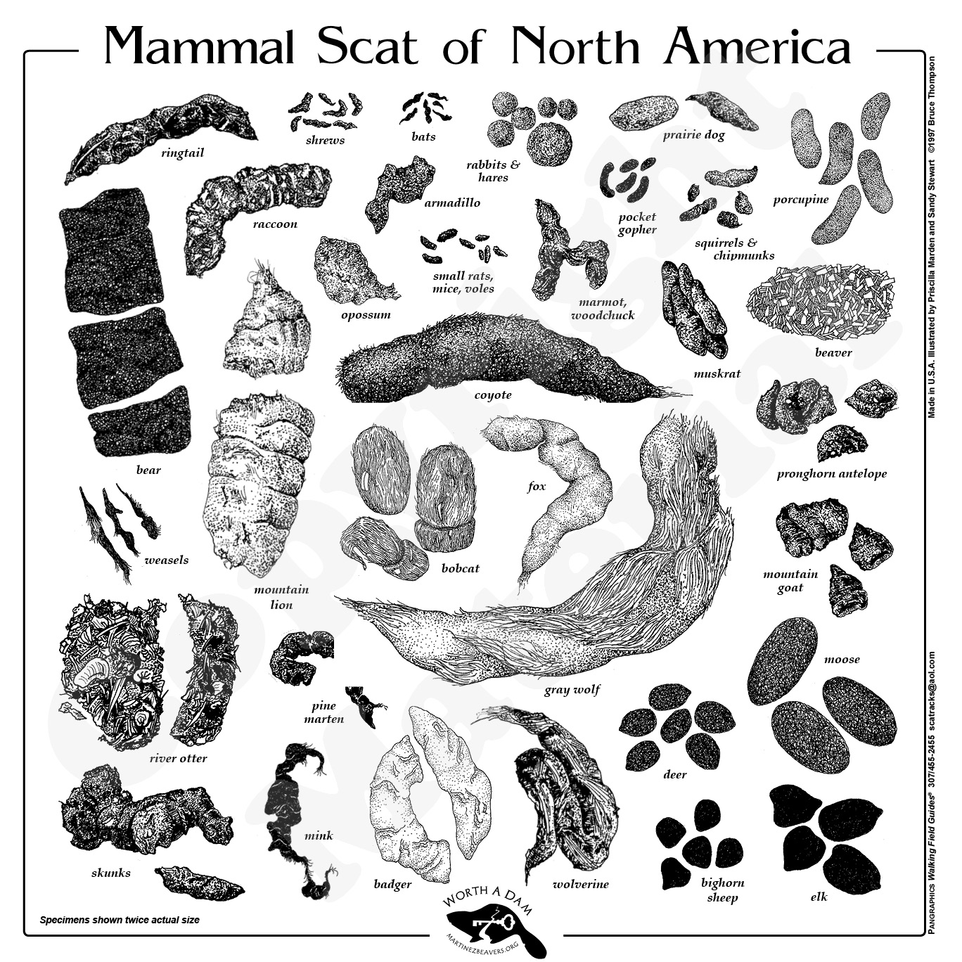 Grey Fox Scat vs Other Animal Scat: A Visual Comparison Guide