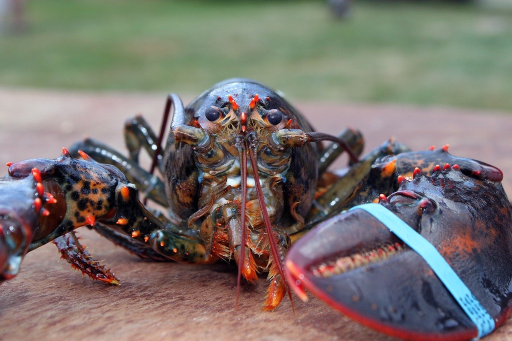 Loudon Lobster: The Ultimate Guide to Finding the Best!