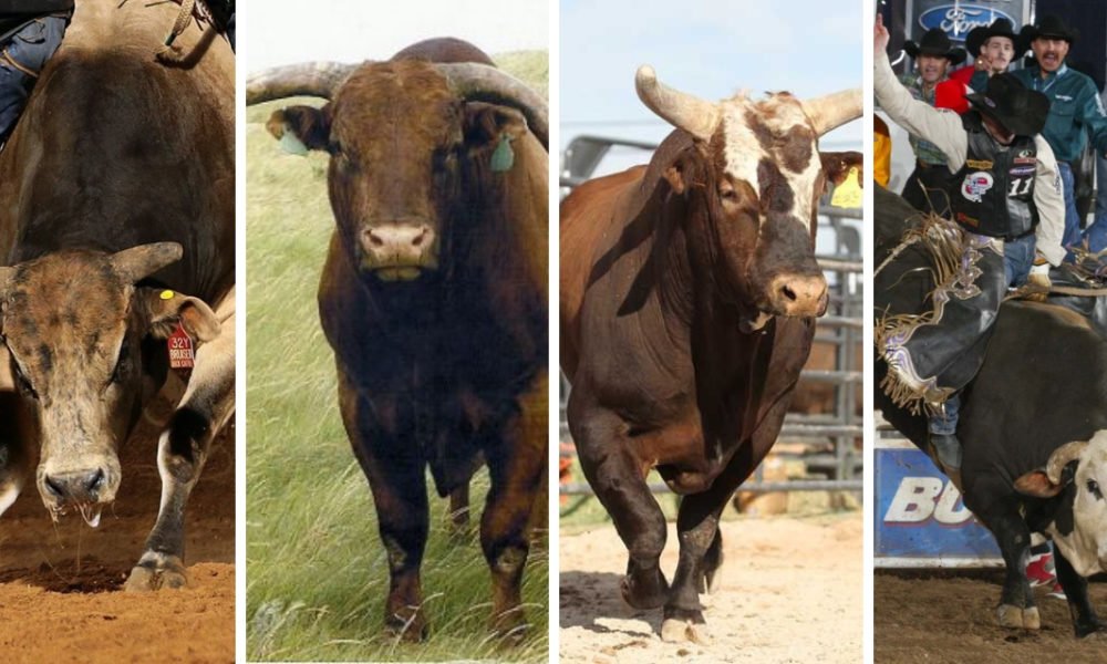 Who Are the Top Bulls of All Time? See Our List