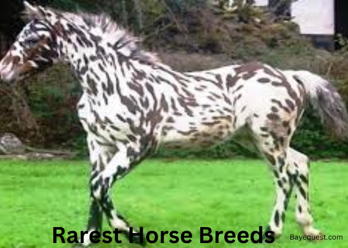 The Rarest Horse Breed in the World and Why Its So Unique.