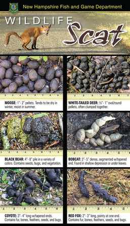 Grey Fox Scat vs Other Animal Scat: A Visual Comparison Guide