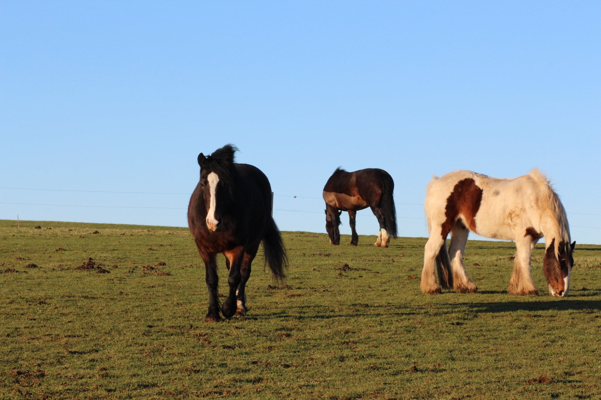 Group of Horses Name: Learn the Common Terms Today!