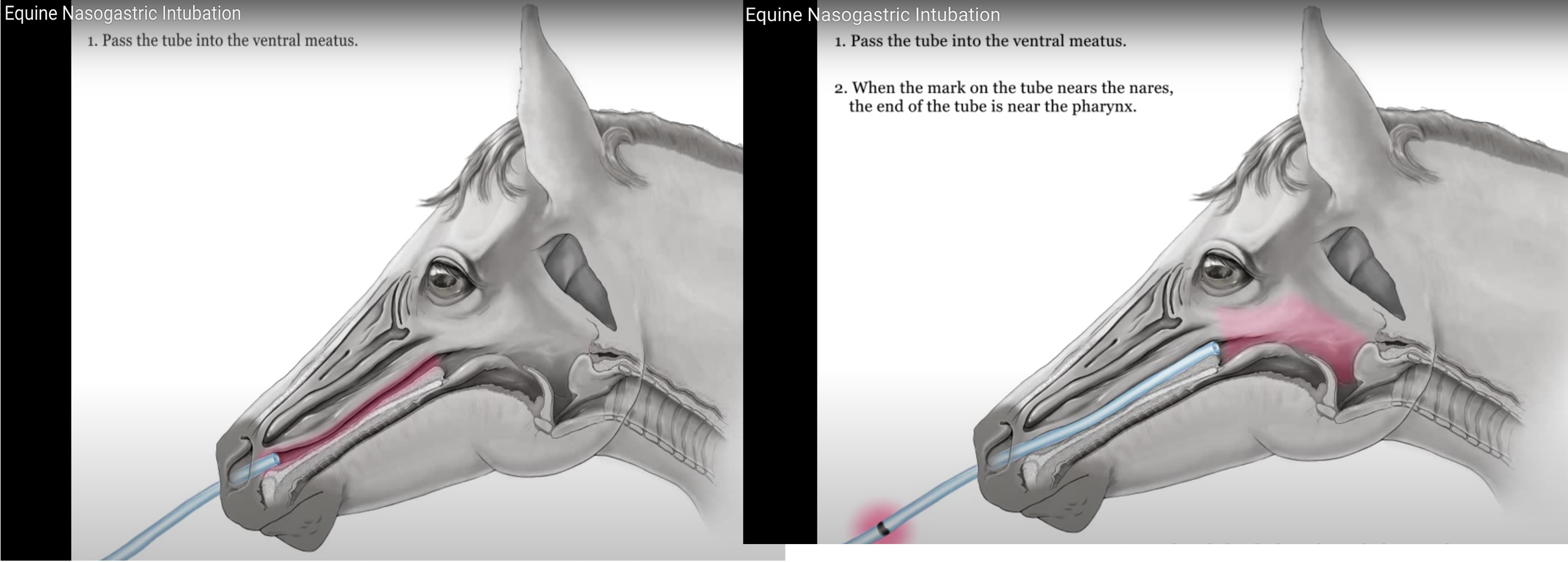Horse Jaw Bone: What Can You Learn From It? (Simple Guide)