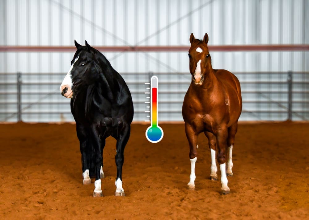 Understand Thoroughbred Temperament: What to Really Expect!