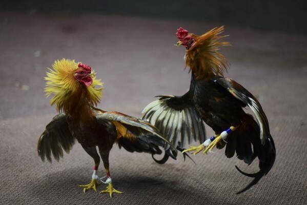 Risks of Human Cock Fighting: Stay Informed!