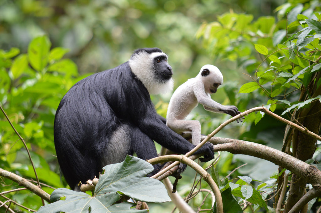 Are changos blancos endangered? Understanding their current conservation status.