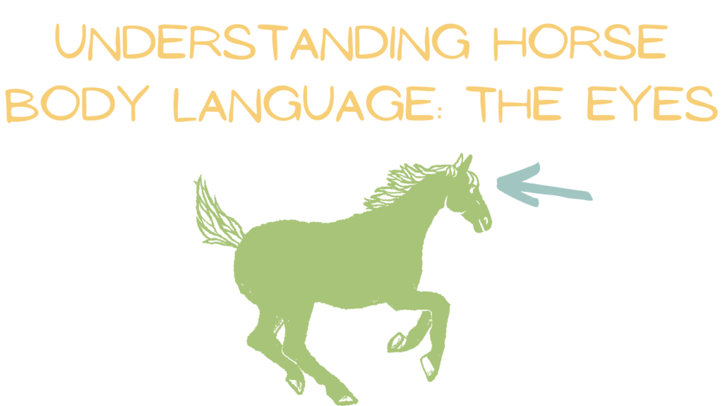 Why is that horse looking up towards the sky? Understand the main reasons for this specific behavior.