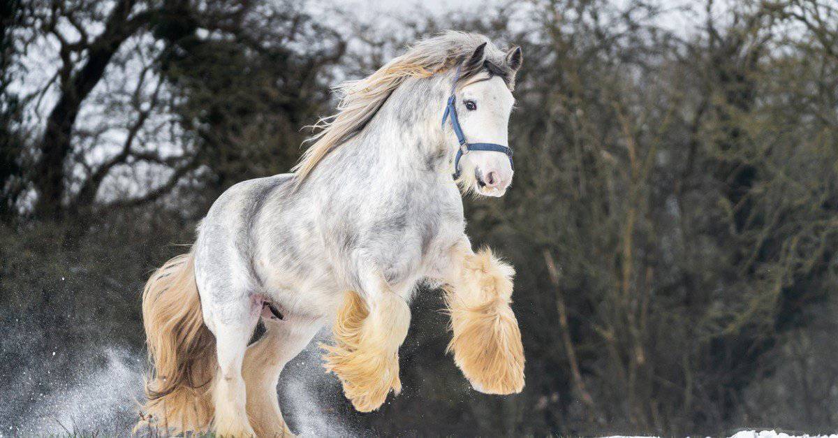 Learn about the biggest horses in the world now easily.