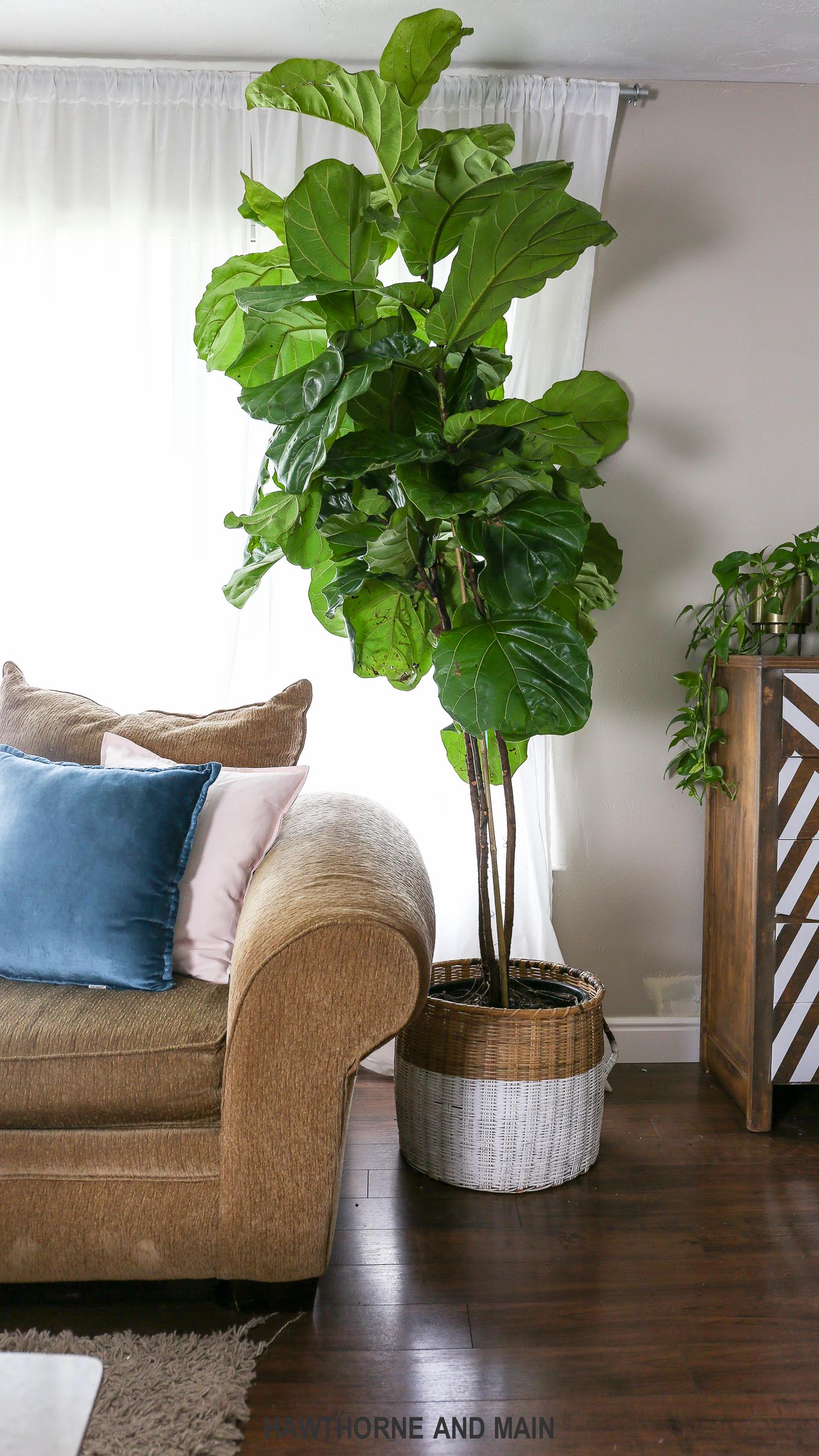 Need easy Higuera care tips? Follow this guide to keep your fig tree healthy.