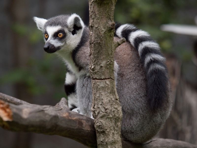 Are changos blancos endangered? Understanding their current conservation status.