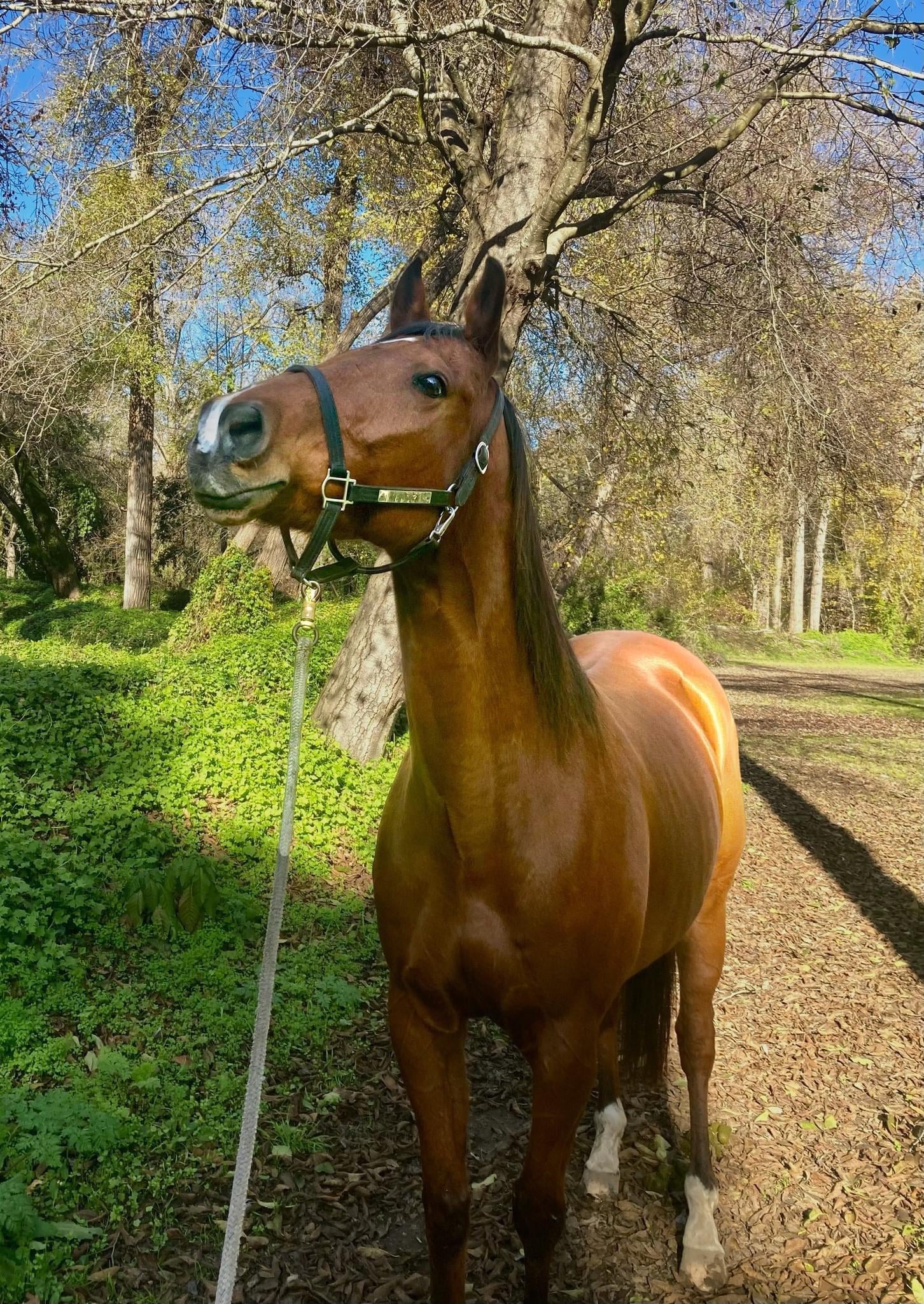 Why is that horse looking up towards the sky? Understand the main reasons for this specific behavior.
