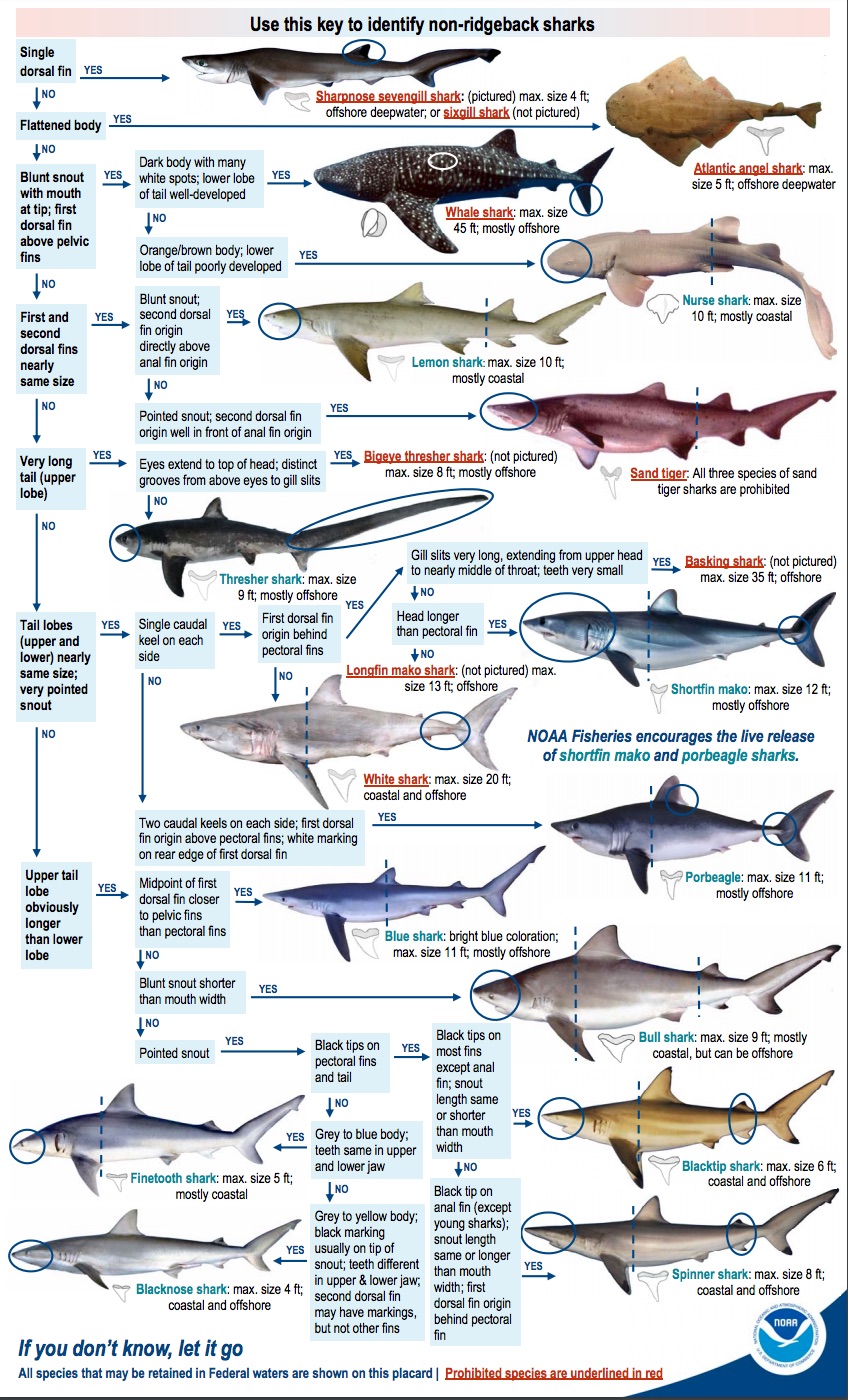 Marco Island Sharks: Types, Habitat, and Safety Tips
