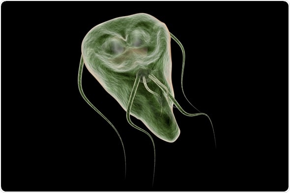 What does a real giardia image look like? See clear pictures to help identify this intestinal parasite now.