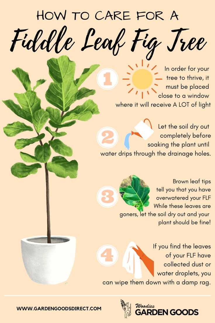 Need easy Higuera care tips? Follow this guide to keep your fig tree healthy.