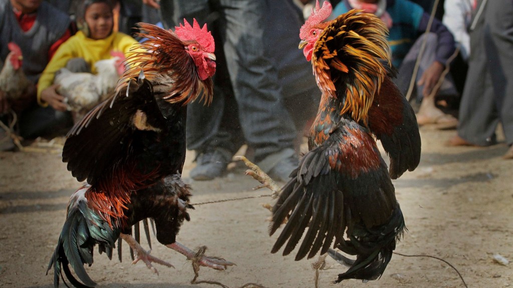 Risks of Human Cock Fighting: Stay Informed!