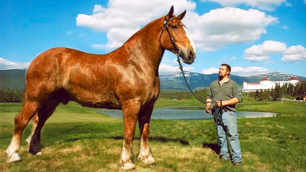 Learn about the biggest horses in the world now easily.