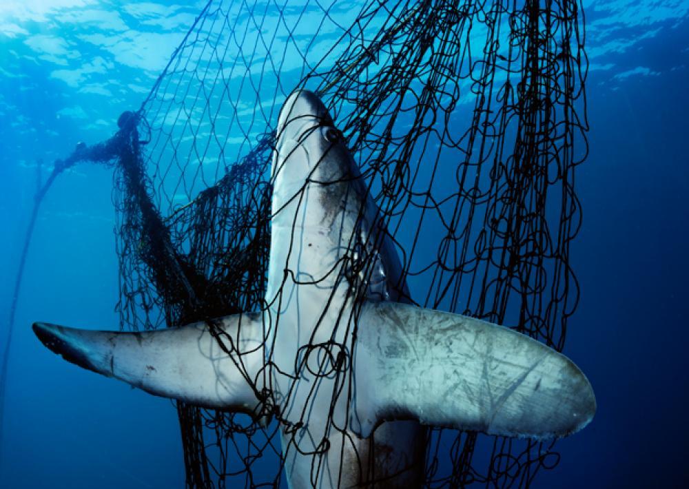Sharks struggles: Understanding Why are the Sharks So Bad.