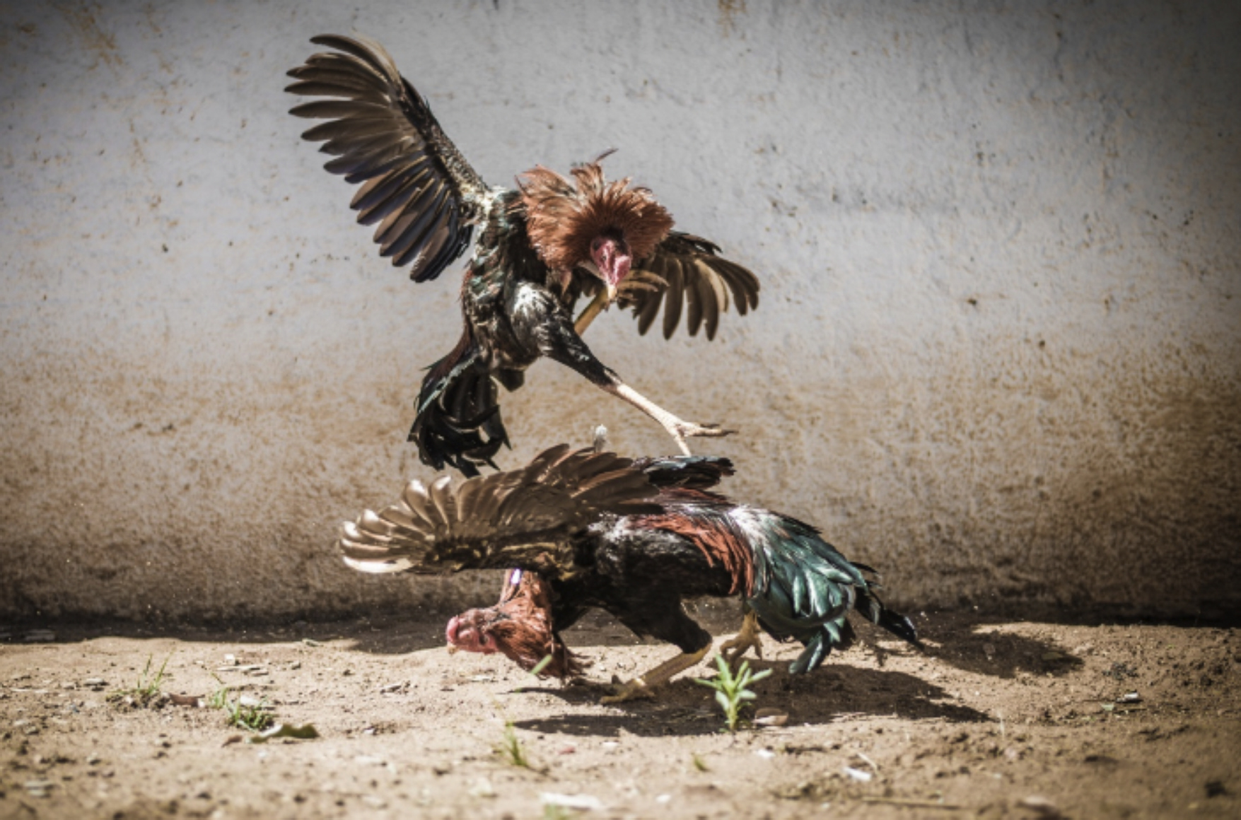 Risks of Human Cock Fighting: Stay Informed!